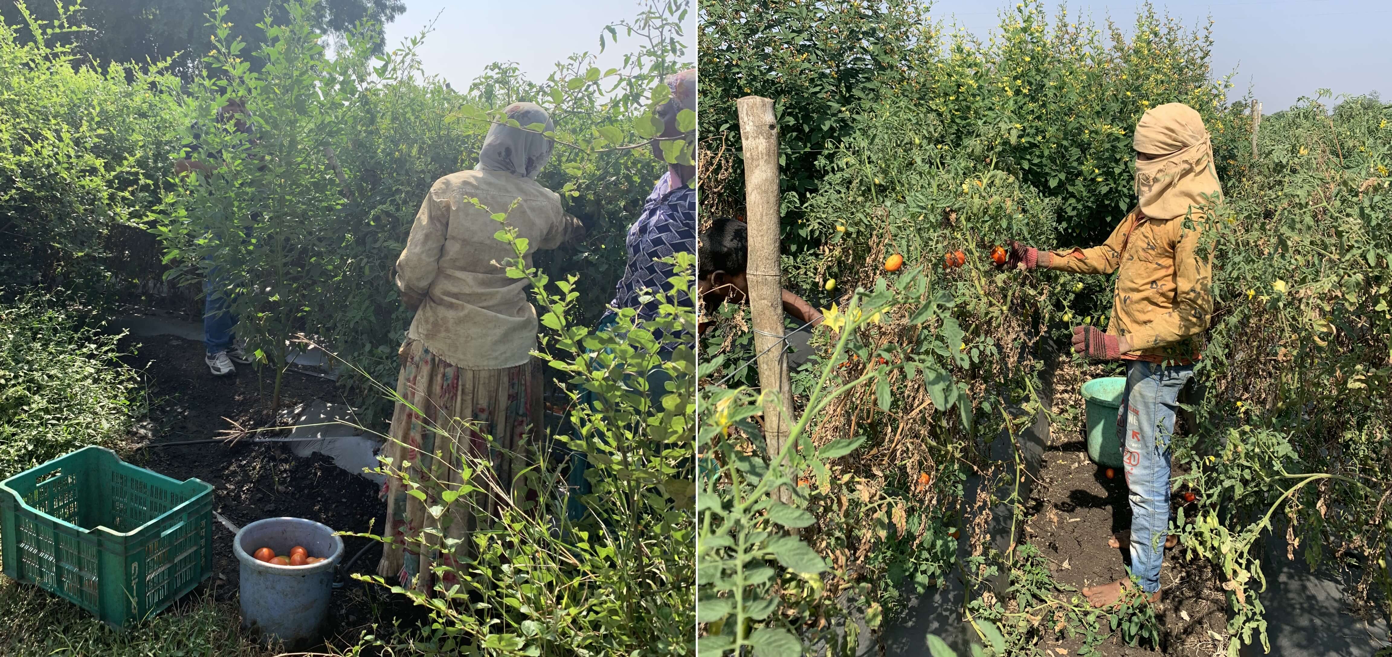 Tomato is being harvested by farmers in Dhar, Madhya Pradesh. Photo by Shweta Lamba/WRI India.