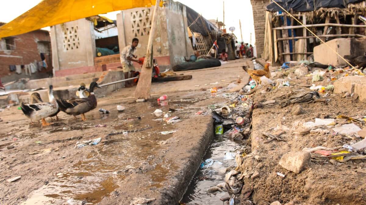 Life along the drain.