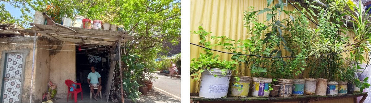 Plants on the roofs and walls of homes in Deonar Municipal Colony and D Sector, Cheeta Camp in Trombay. Photo by Priya Shinde/Transforming M Ward Project, TISS.