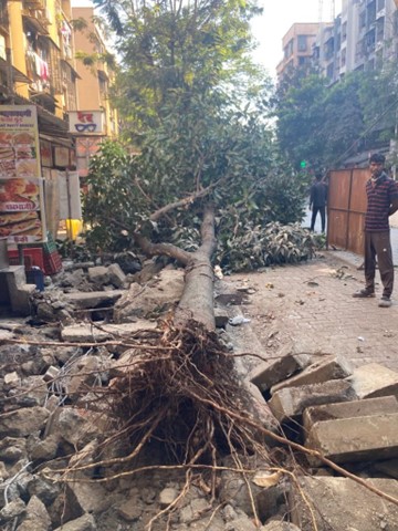 Trees getting affected due to road redevelopment activities.