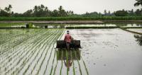 A farmer harvests crops. Sustainable agriculture can help build a sustainable food systems that are good for people, nature and climate.