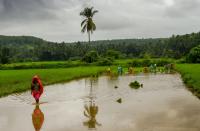 Blues in the Green: The Budget 2020 Conundrum