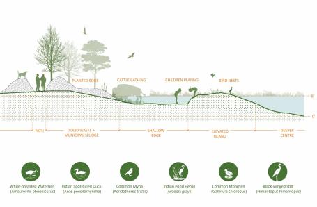 Conceptual section of frequently observed activities and bird species at Nurpur Pond (January 2025). Graphic by Pramada Jagtap/WRI India.
