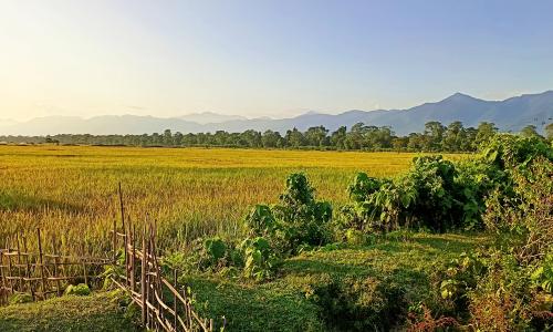 Golden paddy fields before harvest in Koklabari constituency, Bodoland, with the Himalayas in the background.