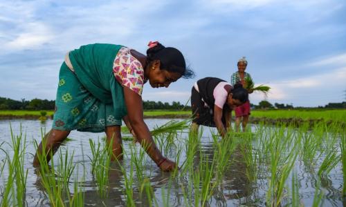 Women farmers planting rice saplings at a paddy field in Baghmara village in Baksa district of Assam. Photo by Shutterstock.