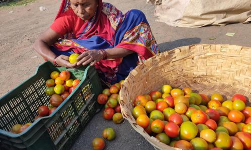 Growing tomatoes is often a gamble even for well-informed, progressive farmers, due to high input costs, sensitivity to climatic variations such as frost, rainfall, temperature, the perishable nature of the crop, and uncertain market returns.
