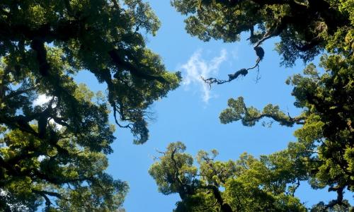 From Theory to Practice: How a carbon market simulation can help design a successful carbon market in India