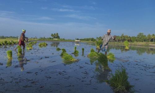Rice farmers in India's Tiruvannamalai District. Photo by R.Amudha HariHaran/Flickr
