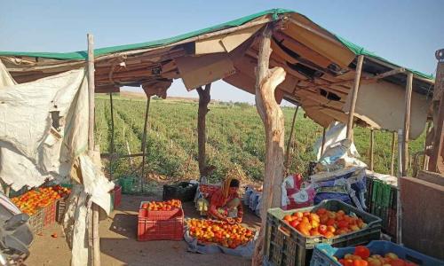 A woman carefully sorts and grades freshly harvested tomatoes near the field in Jhabua district of Madhya Pradesh. Photo by Centre for Advanced Research and Development (CARD).